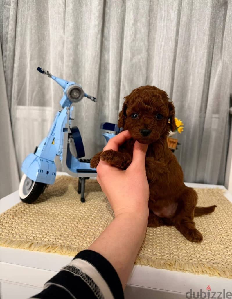 Teacup poodle 1