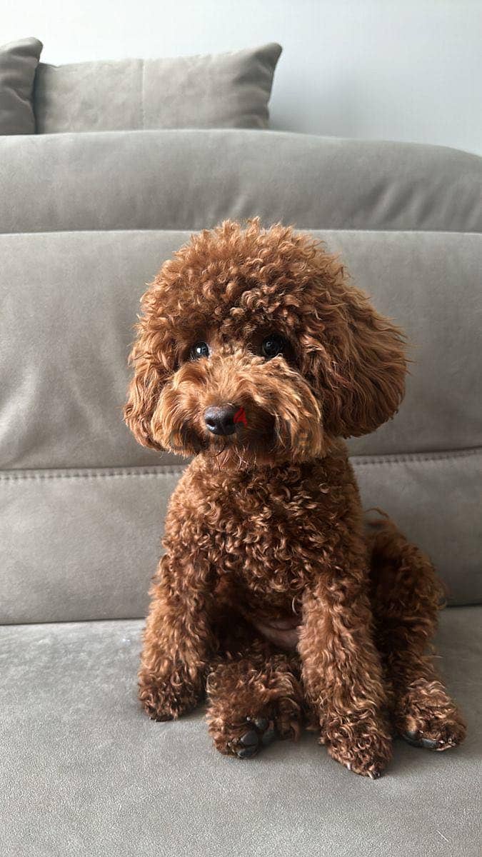 Teacup poodle 2