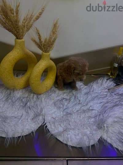 Cooker poodle mix puppies