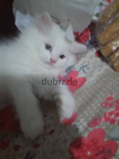 قطط شيرازي 45يوم للبيع