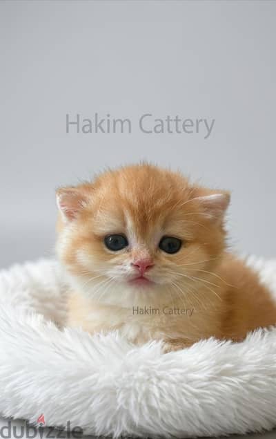 Scottish straight Shorthair Golden NY 12 - أنثي سكوتش ستريت جولد  WCF