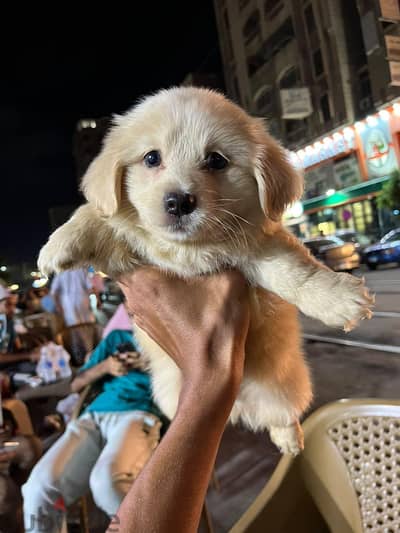 جريفون