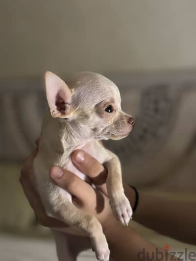 Teacup chihuahua