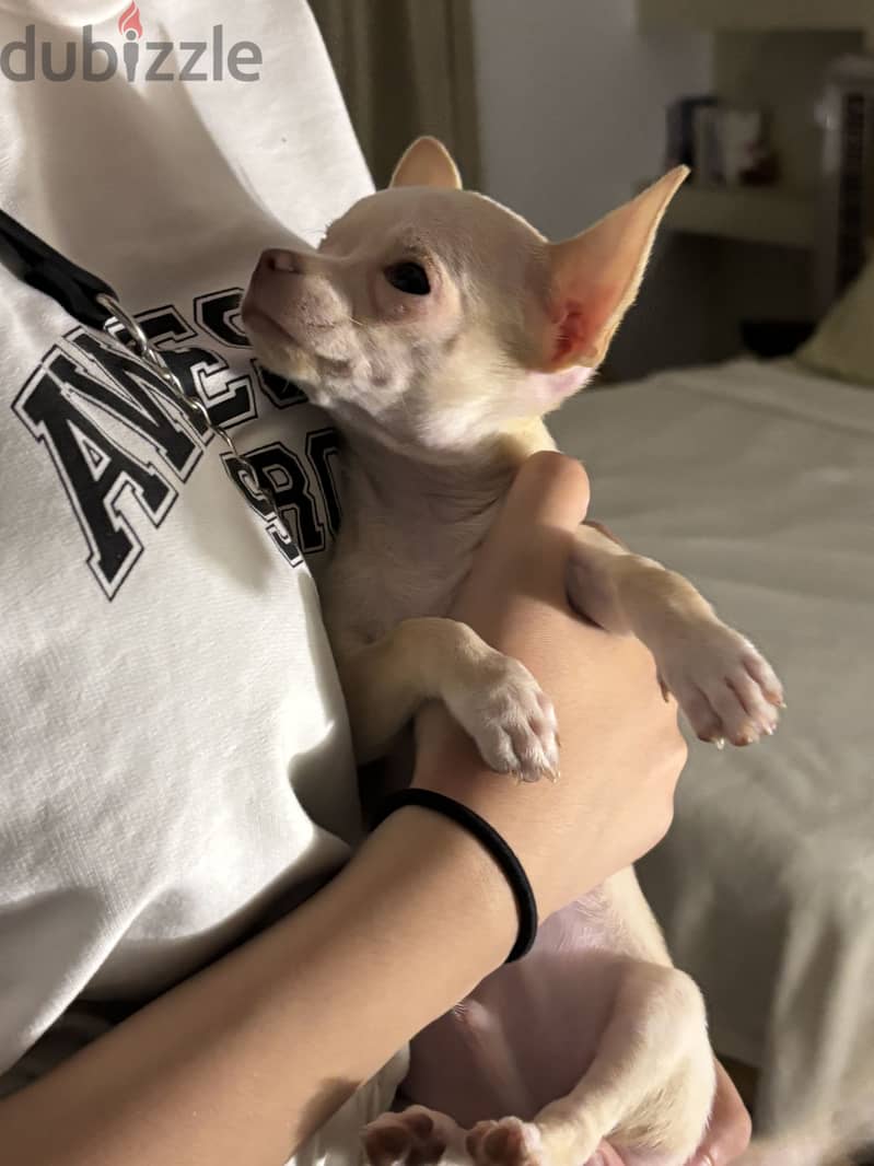 Teacup chihuahua 1