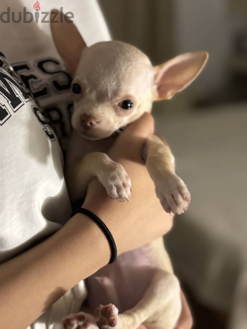 Teacup chihuahua 2
