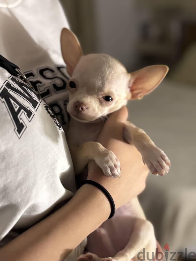 Teacup chihuahua 3