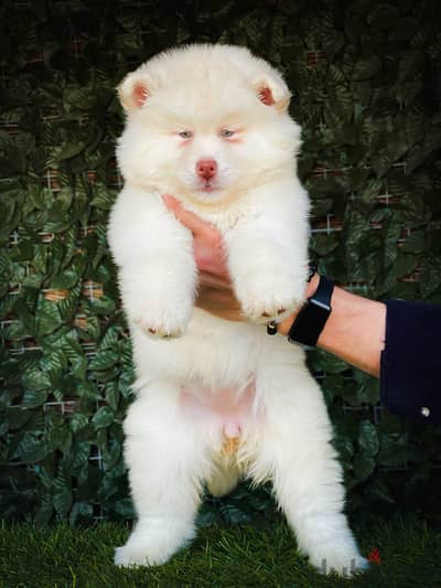اجمل جراوى هاسكى والسكا جاهزه تروح بيتها الجديد  alaskan husky