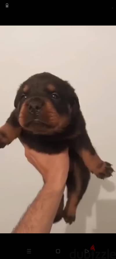جروي روت