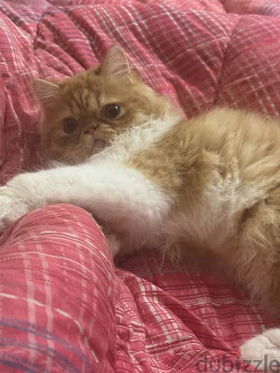 Persian Cat for sale