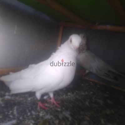 طيرة غوزار