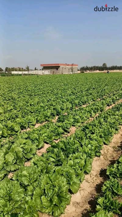 مزرعه للبيع 10 فدان مميزه وكامله الخدمات والمرافق
