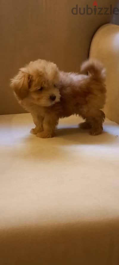 maltipoo & poodle