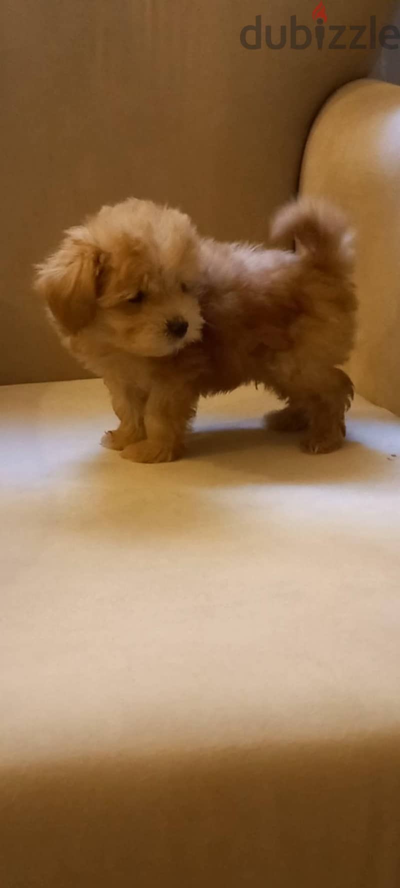 maltipoo & poodle 1