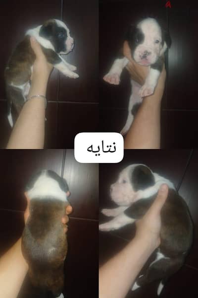 اجمل جراوي  بيتبولات متاح ولاد وبنات