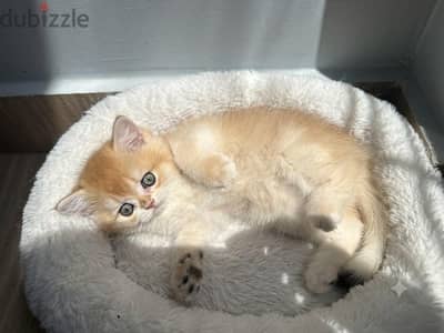 British short hair kittens