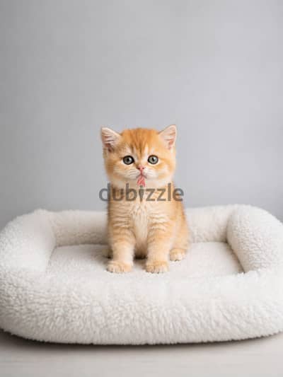 British short hair kittens