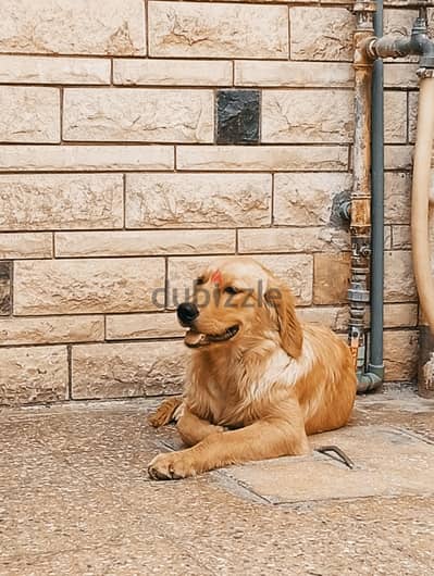 كلبه جولدن روتريفر متعمه كل التنعيم 6 شهور