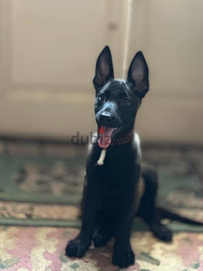 اجمل جرواية مالينو