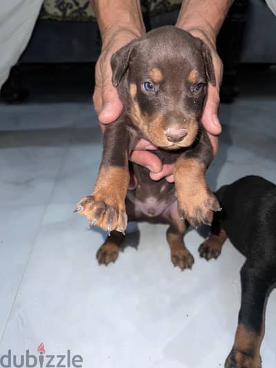 Doberman for Sale دوبرمان للبيع