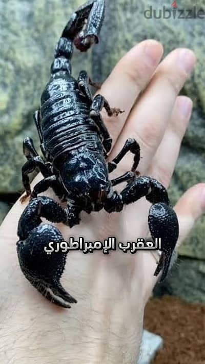 مطلون النوع اللى فى الصورة