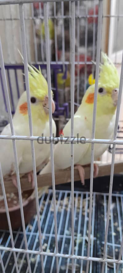 كوكتيل لاتيني شباب
