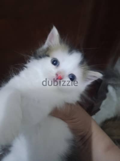 قطط للبيع