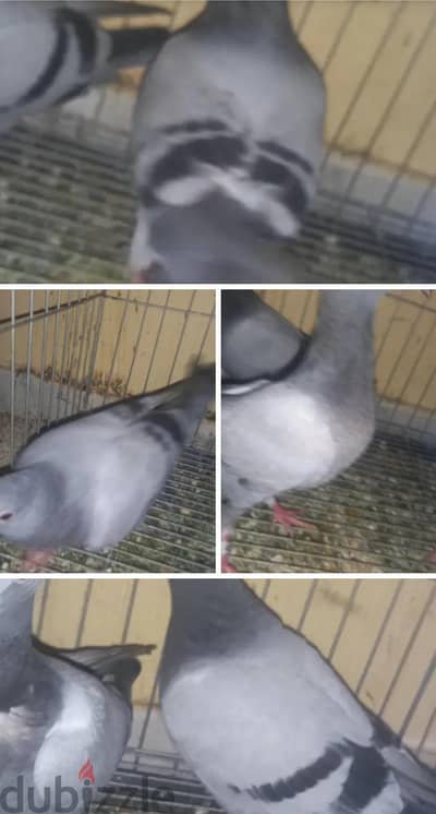 طيور حمام