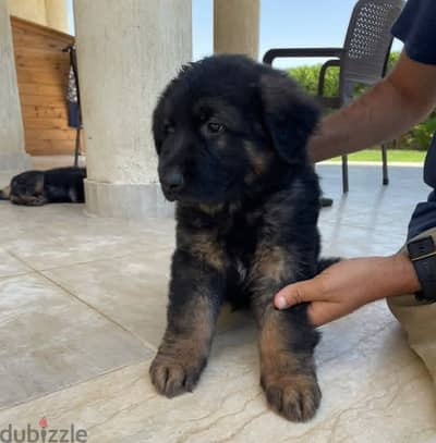 Available puppies German Shepherd top quality- جيرمن بيور شو لاين