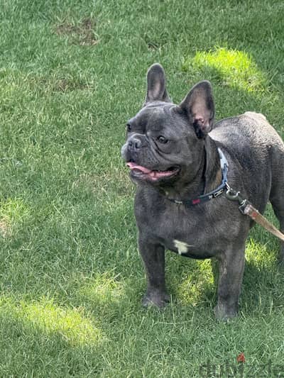 French bulldog female for sale