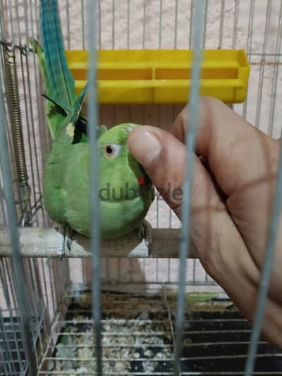 نتايه دره