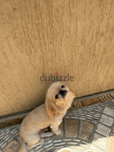 Pekingese
