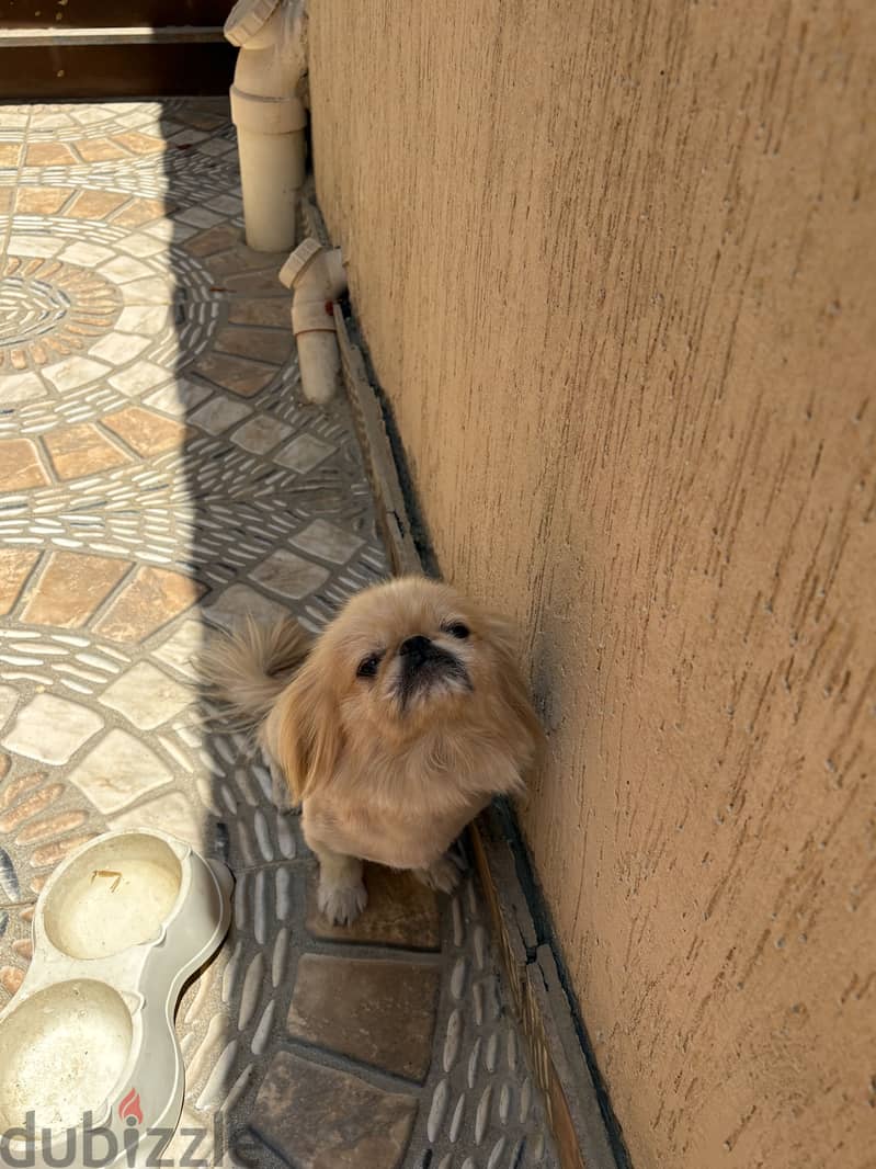 Pekingese 1