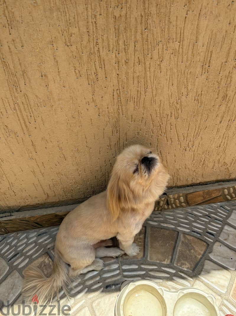 Pekingese 2
