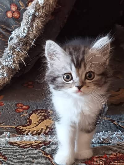 Persian mix