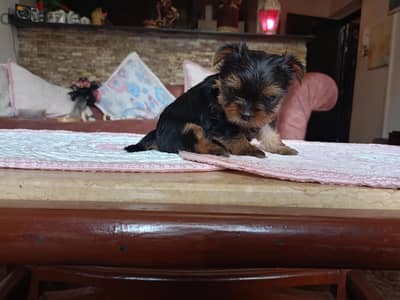 yorkshire puppies