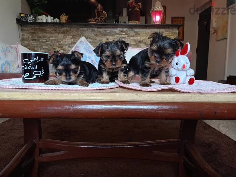 yorkshire puppies 1