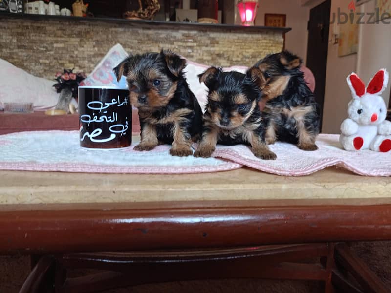 yorkshire puppies 2