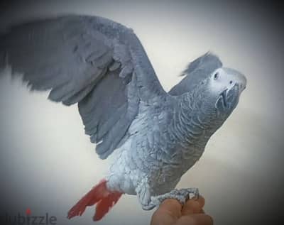 للبيع بغبغان زنجباري كاسكو ببغاء زنجبارى زغلول ع اليد