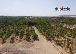 Eight acres of land cultivated and enclosed except for the facade, a prime location in Ahmed Arabi Association, in the center of the area of palaces and villas, and close to Ahmed Badawi Road, 3 minutes from the axis.
