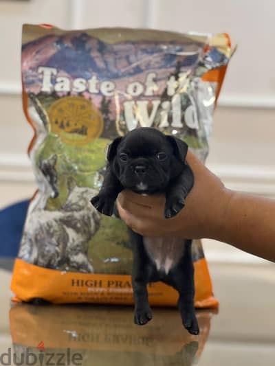 last 2 male and female french bulldog