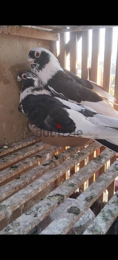 قص ابلق فحميات