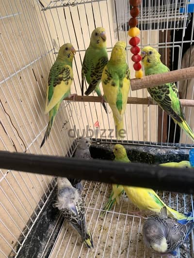 عصافير استرالي بنضض