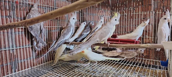 الي حابب يعمل مشروع صغير