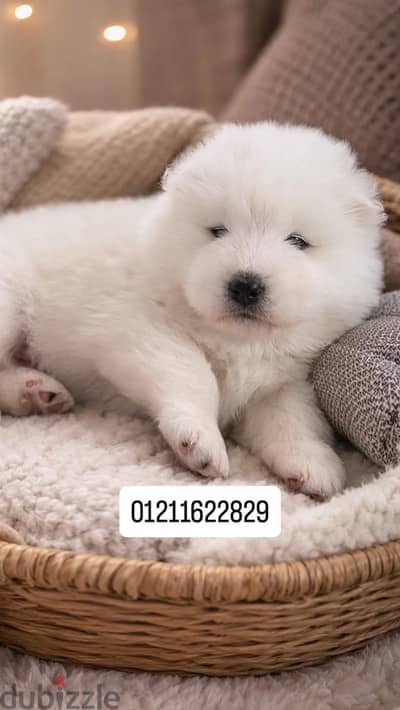 Samoyed puppies top quality سامويد