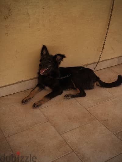 German shepherd