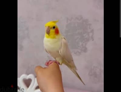 جوز كوكتيل  لاتيني