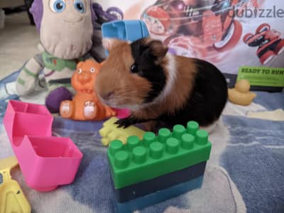 Cute & Friendly Hand-Tamed Guinea Pig – Ready for a Loving Family!