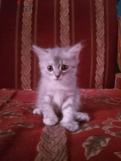 قطتين شيرازي عمر ٤٥ يوم