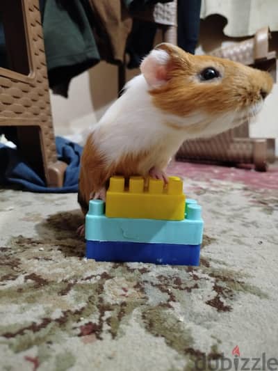 Cute & Friendly Hand-Tamed Guinea Pig – Ready for a Loving Family!
