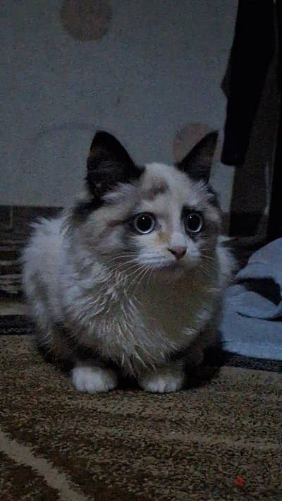 قطه للبيع